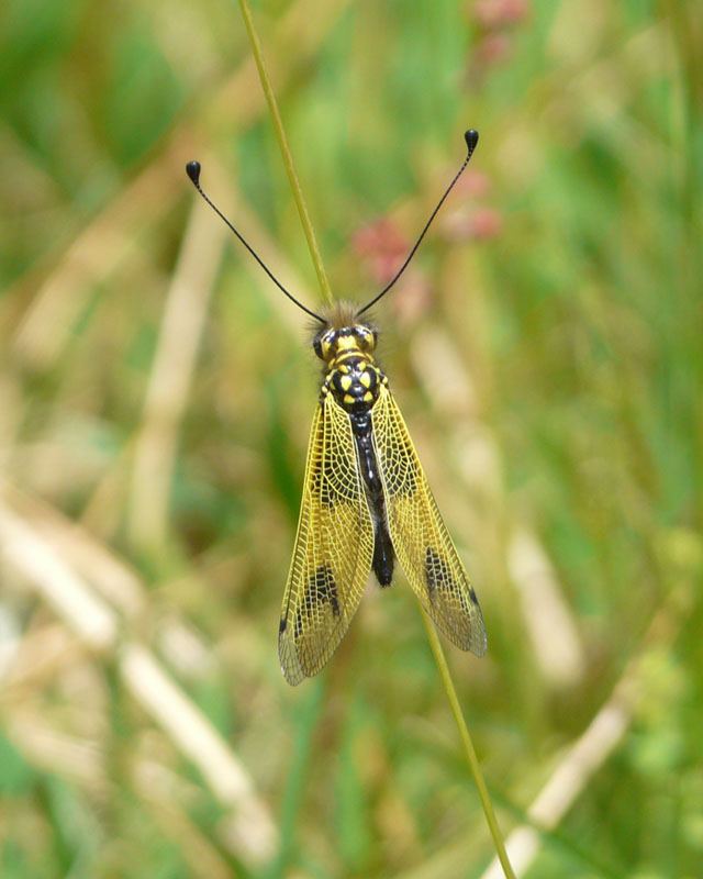 Da identificare - Libelloides longicornis